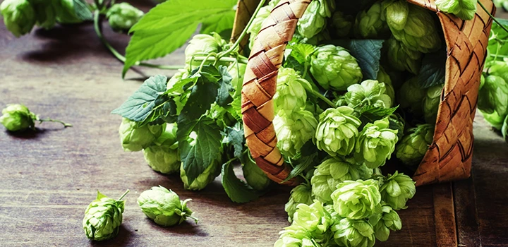 What are Hops and why are they used in Beer Making?